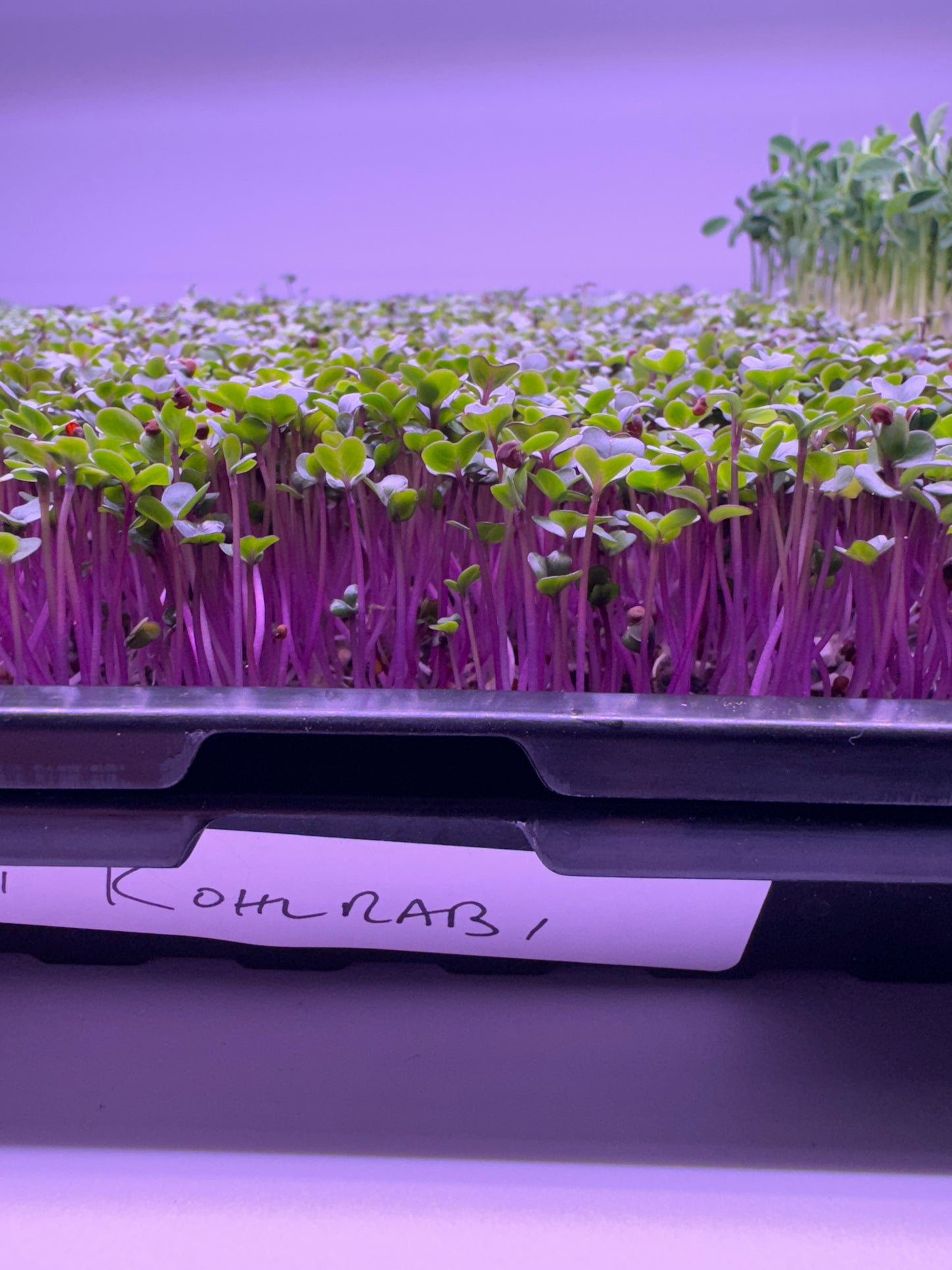 Microgreens - Kohlrabi